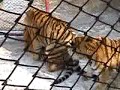 Tigers Gettin It On Tigers Gettin It On