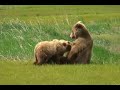 Hallo Bay Grizzly Bears  Hungry Cubs - Feeding