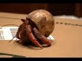 Oddish The Hermit Crab