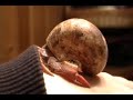 Oddish The Hermit Crab