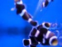 Amphiprion Ocellaris noir M �levage