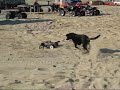 Brushless Revo bash at Pismo beach/Oceano dunes