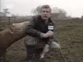 Watch 'TV2-Bøffere'