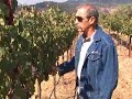 Walking Sonoma Mountain Cabernet Vineyards - Deerfield Ranch Winery Video