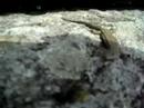 Podarcis-hispanica