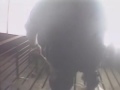 Crueldad y maltrato animal