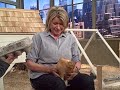 Martha Stewart shows how to put a chicken to sleep