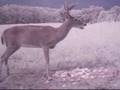 August apple pile deer