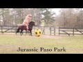 Paso Fino-n lovagl T-Rex