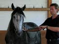 Pferde schulen an der Hand - groundwork for young horses Pferde schulen an der Hand - groundwork for young horses