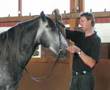 Pferde schulen an der Hand - groundwork for young horses