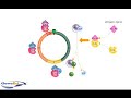 Cell Cycle Proteins