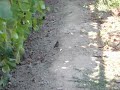 O Rabirruivo (Phoenicurus ochruros) O Rabirruivo (Phoenicurus ochruros)