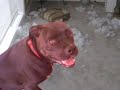 Argus: The Passive Aggressive Pitbull - 01