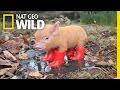 Nat Geo Wild Cuteness
