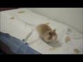 videos de Tedánek, The Jumper