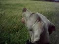 Max the Weimaraner