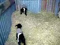 baby fainting goats