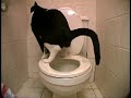 This cat knows how to use the toliet! Omfg This cat knows how to use the toliet! Omfg