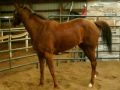 videos de horsey fun