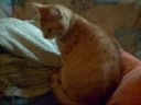 my cat is fat^^ my cat is fat^^