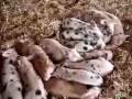 Piglets React to Any Sound Video