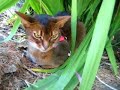 Tempermental Hissing Abyssinian Outdoors Tempermental Hissing Abyssinian Outdoors