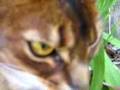 Tempermental Hissing Abyssinian Outdoors