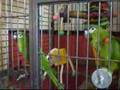 Bonnie The Hahns Macaw is a good boy!