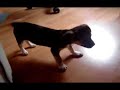 Cute Little Baby Chiuaua - Jack Russell mix with in/a mirror