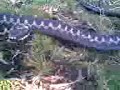 Adder attacks camera