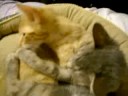 cody and chloe cat fight
