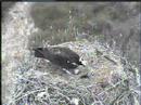 DPOF Osprey Egg stands alone 745am April 11th