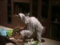 videos de I can win the race.wmv