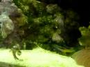 Dottyback / Pseudochromis Pre Spawning Courtship Behavior