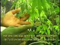 I GROW CHRONIC - PART 7 (legendado)