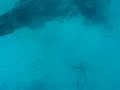 Angelshark attack Angelshark attack