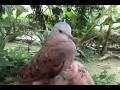 videos de Ruddy Ground-Dove, Tortolita Rojiza (Columbina talpacoti)