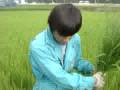 稲を抜いているのではありません。
