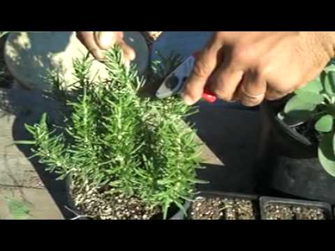 how to replant rosemary