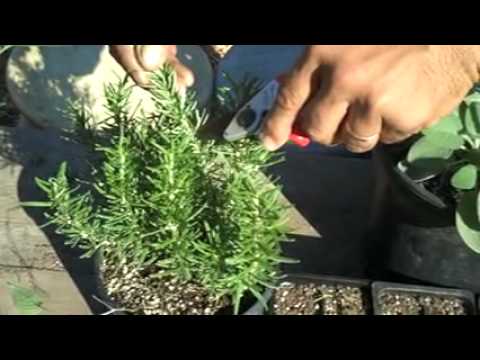 how to grow thyme in singapore