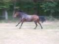 Ma jument au galop