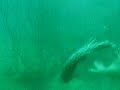 shark attack in vietnam
