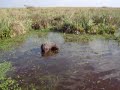 Carpincho en los Esteros del Iberá Carpincho en los Esteros del Iberá