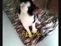 I MIEI GATTI BELLISSIMI! COCCOLONI, TENERI UN\ I MIEI GATTI BELLISSIMI! COCCOLONI, TENERI UN\