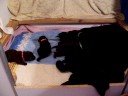 Lab Pups - 2 weeks old trying to walk