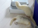 フェレットと箱とくつろぎ