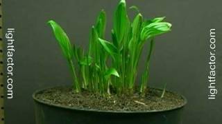 Time Lapse of Hosta Plant Growing