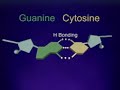 DNA STRUCTURE