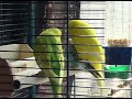 sexing budgies